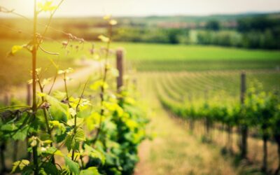 10 Must-Visit Oudtshoorn Wine Routes